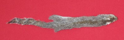 Picture of this lot Tanned Grey Squirrel Hides, Furs, Pelts, Skins