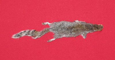 Picture of this lot Tanned Grey Squirrel Hides, Furs, Pelts, Skins
