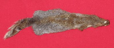 Picture of this lot Tanned Grey Squirrel Hides, Furs, Pelts, Skins
