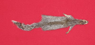 Picture of this lot Tanned Grey Squirrel Hides, Furs, Pelts, Skins