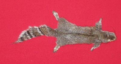 Picture of this lot Tanned Grey Squirrel Hides, Furs, Pelts, Skins