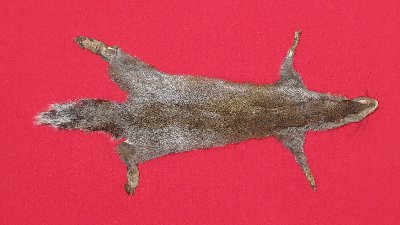 Picture of this lot Tanned Grey Squirrel Hides, Furs, Pelts, Skins