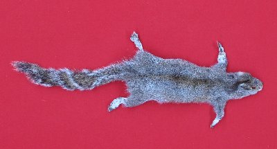 Picture of this lot Tanned Grey Squirrel Hides, Furs, Pelts, Skins