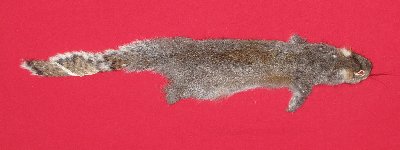 Picture of this lot Tanned Grey Squirrel Hides, Furs, Pelts, Skins