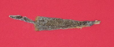 Picture of this lot Tanned Ground Squirrel Hides, Furs, Pelts, Skins