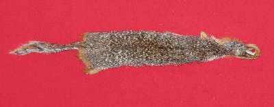 Picture of this lot Tanned Ground Squirrel Hides, Furs, Pelts, Skins