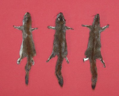 Picture of this lot Tanned Pine Squirrel Hides, Furs, Pelts, Skins