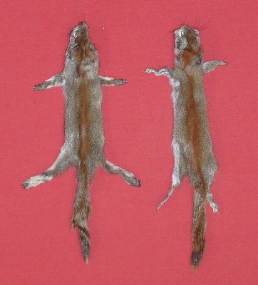 Picture of this lot Tanned Pine Squirrel Hides, Furs, Pelts, Skins