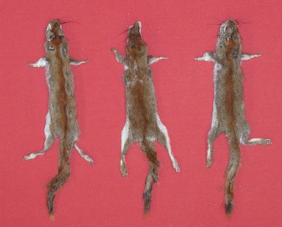 Picture of this lot Tanned Pine Squirrel Hides, Furs, Pelts, Skins