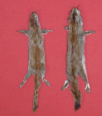Picture of this lot Tanned Pine Squirrel Hides, Furs, Pelts, Skins
