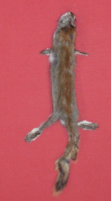 Picture of this lot Tanned Pine Squirrel Hides, Furs, Pelts, Skins