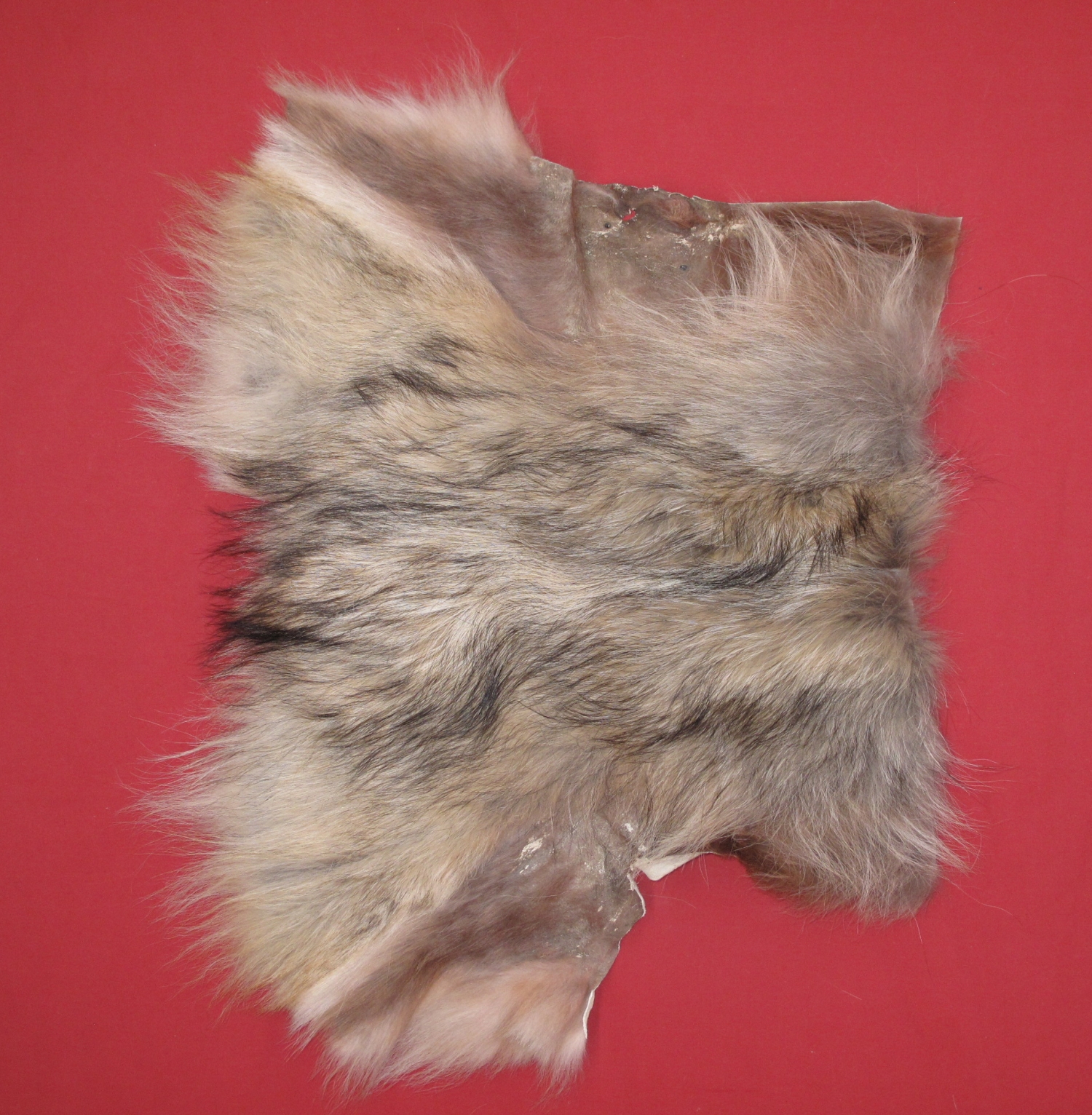 long wolf cut female long wolf cut female