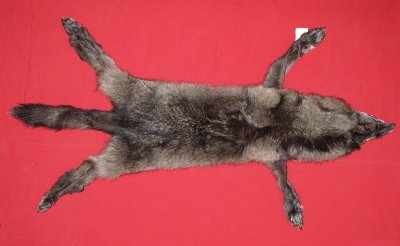 Picture of this lot Tanned Wolf Hides, Pelts, Skins