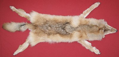 Picture of this lot Tanned Wolf Hides, Pelts, Skins