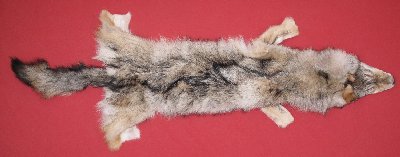 Picture of this lot Tanned Wolf Hides, Pelts, Skins