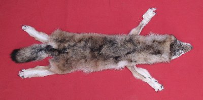 Picture of this lot Tanned Wolf Hides, Pelts, Skins
