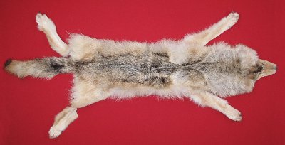 Picture of this lot Tanned Wolf Hides, Pelts, Skins
