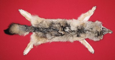 Picture of this lot Tanned Wolf Hides, Pelts, Skins
