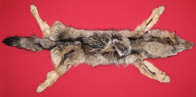 Picture of this lot Tanned Wolf Hides, Pelts, Skins