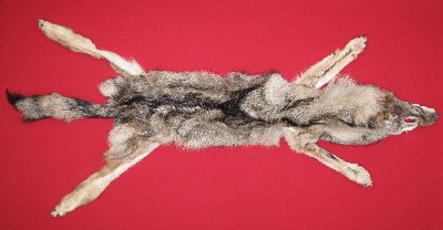 Picture of this lot Tanned Wolf Hides, Pelts, Skins
