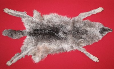 Picture of this lot Tanned Wolf Hides, Pelts, Skins