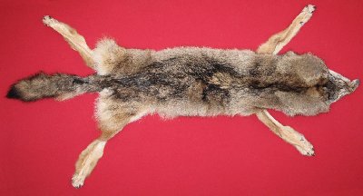 Picture of this lot Tanned Wolf Hides, Pelts, Skins