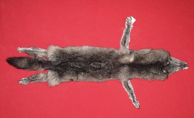 Picture of this lot Tanned Wolf Hides, Pelts, Skins