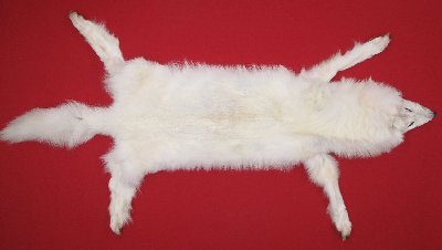 Picture of this lot Tanned Wolf Hides, Pelts, Skins