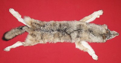 Picture of this lot Tanned Wolf Hides, Pelts, Skins