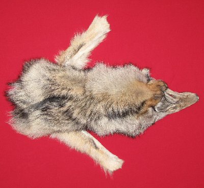 Picture of this lot Tanned Wolf Hides, Pelts, Skins