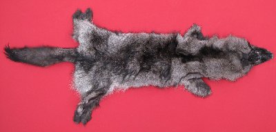 Picture of this lot Tanned Wolf Hides, Pelts, Skins