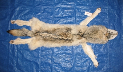 Picture of this lot Tanned Taxidermy Wolf Hides, Pelts, Skins