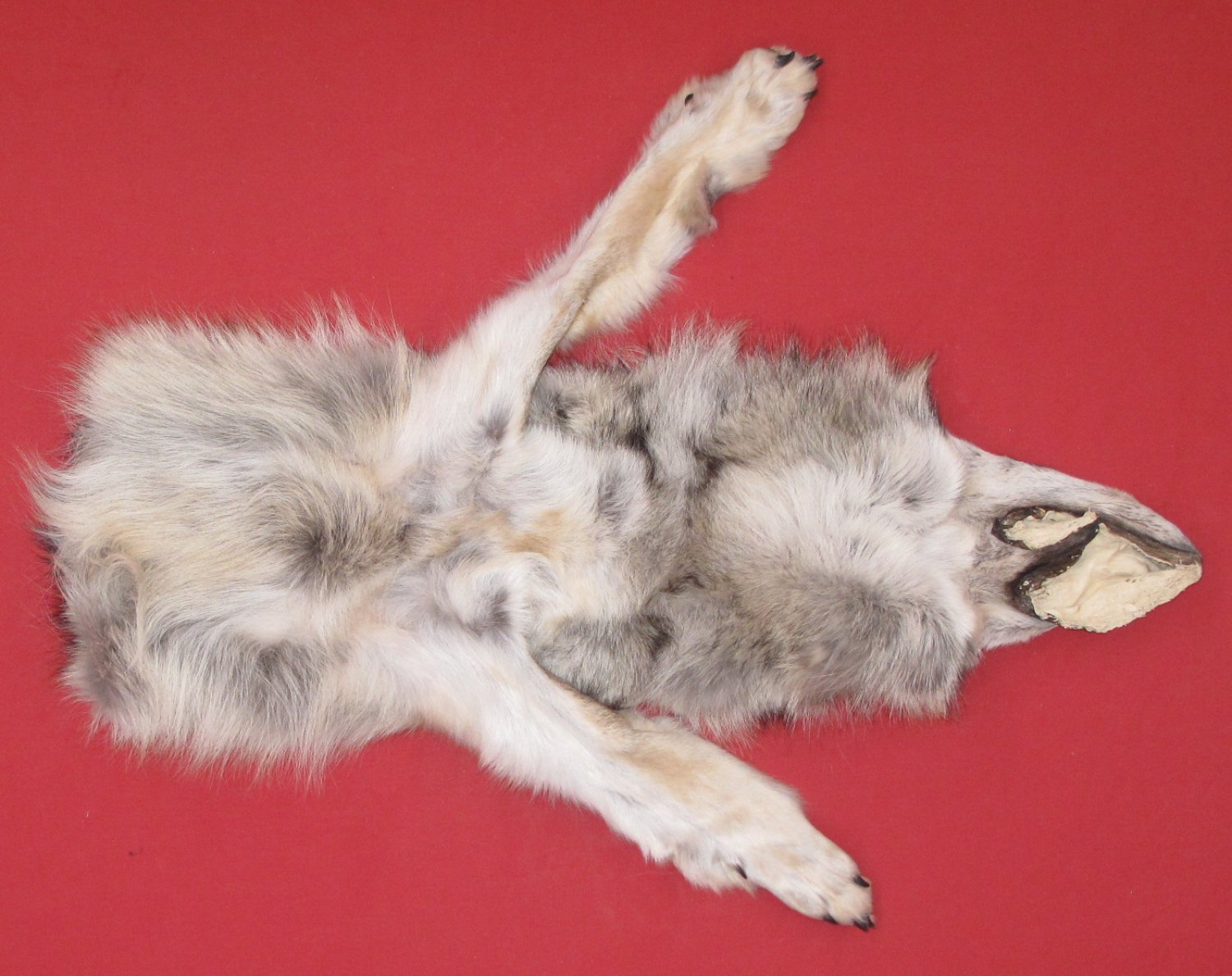 thumbnail image 2 of Tanned XXX Large Raccoon Hides – 37 To 40 Inches Tip To Tip – Slightly Damaged – Black ID 2 of 6