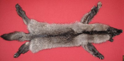 Picture of this lot Tanned Taxidermy Wolf Hides, Pelts, Skins