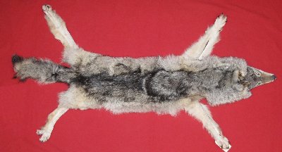 Picture of this lot Tanned Taxidermy Wolf Hides, Pelts, Skins