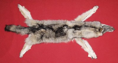 Picture of this lot Tanned Taxidermy Wolf Hides, Pelts, Skins