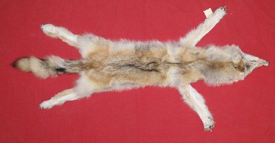 Picture of this lot Tanned Taxidermy Wolf Hides, Pelts, Skins