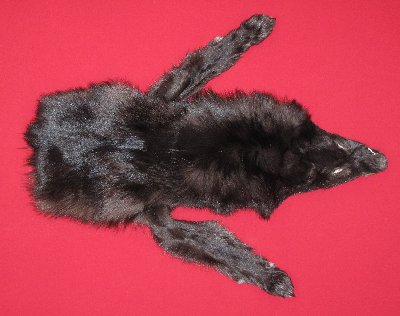 Picture of this lot Tanned Taxidermy Wolf Hides, Pelts, Skins