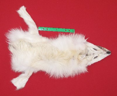 Picture of this lot Tanned Wolf Hides, Pelts, Skins