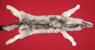 Picture of this lot Tanned Wolf Hides, Pelts, Skins