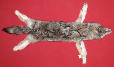 Picture of this lot Tanned Taxidermy Wolf Hides, Pelts, Skins