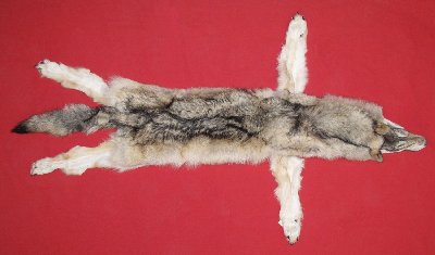 Picture of this lot Tanned Taxidermy Wolf Hides, Pelts, Skins
