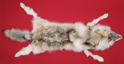 Picture of this lot Tanned Taxidermy Wolf Hides, Pelts, Skins