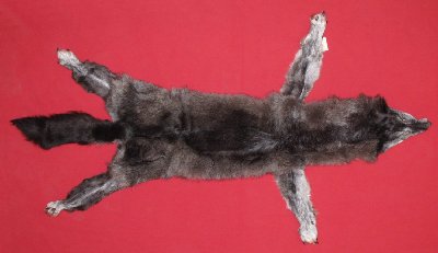 Picture of this lot Tanned Taxidermy Wolf Hides, Pelts, Skins