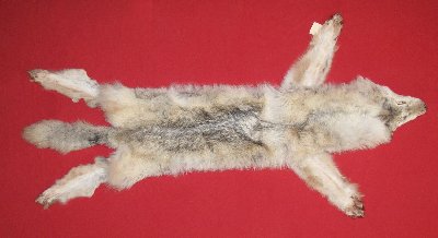 Picture of this lot Tanned Taxidermy Wolf Hides, Pelts, Skins