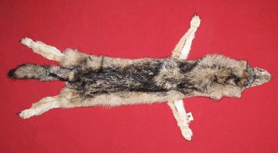 Picture of this lot Tanned Taxidermy Wolf Hides, Pelts, Skins