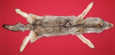 Picture of this lot Tanned Taxidermy Wolf Hides, Pelts, Skins