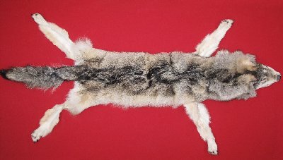 Picture of this lot Tanned Taxidermy Wolf Hides, Pelts, Skins