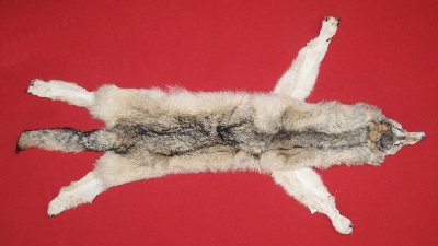 Picture of this lot Tanned Taxidermy Wolf Hides, Pelts, Skins