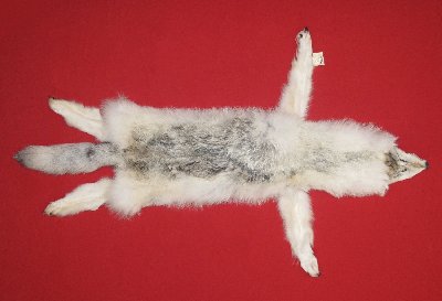 Picture of this lot Tanned Taxidermy Wolf Hides, Pelts, Skins